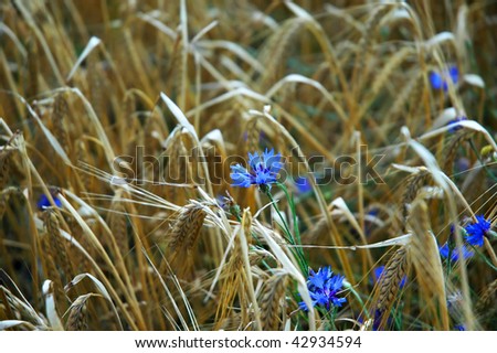 Korn und Blume harmonisch