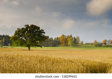 Field Of Ripe Barley And Lonely Oak Tree, Latvia, Europe