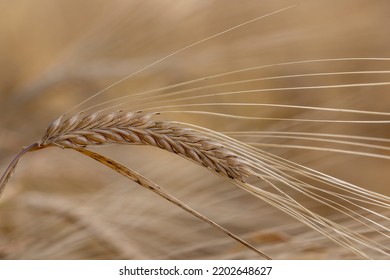 A Field Of Ripe Barley Waits To Be Harvested In The Late Summer, With The Image Focused On A Single, Bent Stalk That Shows The Seed Head Details.