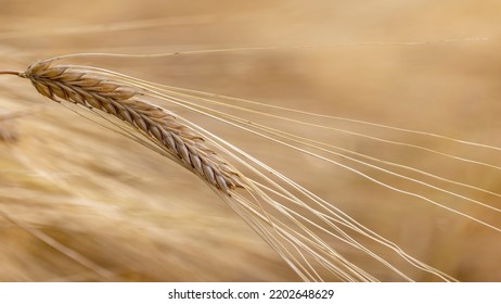 A Field Of Ripe Barley Waits To Be Harvested In The Late Summer, With The Image Focused On A Single, Bent Stalk That Shows The Seed Head Details.