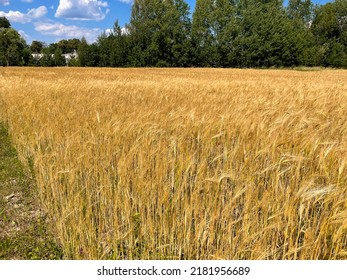 field with ripe Golden ears of corn against the bright setting sun