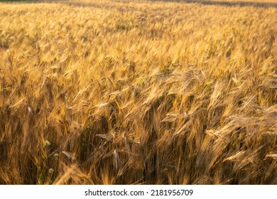 field with ripe Golden ears of corn against the bright setting sun
