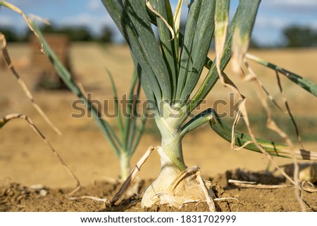 Similar – Foto Bild Bio Lauch Zwiebeln