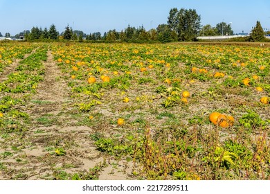 A Field Of Ripe Pumpkins In Kent, Washington.