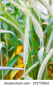 Field Of Ripe Triticale Ears, Selective Focus