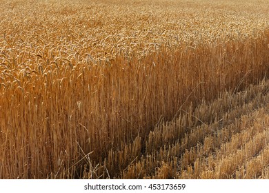 
Field Of Ripe Wheat Before Harvest