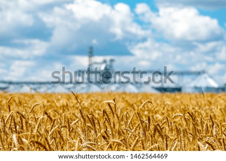 Similar – Image, Stock Photo maize field Landscape Sky