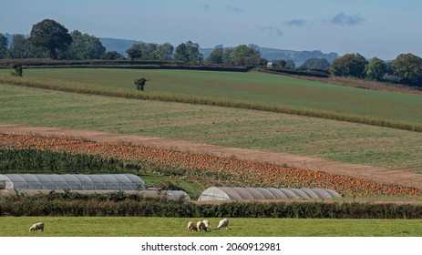 A Field Of Ripening Pumpkins Dominates The Landscape On A Devon Farm UK