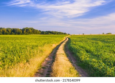 Field Road In A Green Soybean Field
