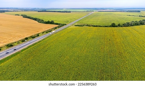 field road view from the top, sunflower field on a bright day after harvest. High quality photo - Powered by Shutterstock