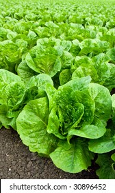 Field Of Romaine Lettuce