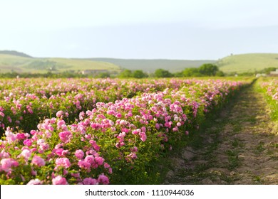 Field Of Roses