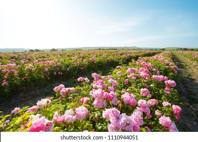 Field Of Roses