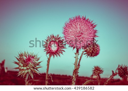 Field round flowers photo two-toned filtered, pink purple flower heads, blue background and space for text. Filtered image in faded, washed out, retro style, summer vintage concept