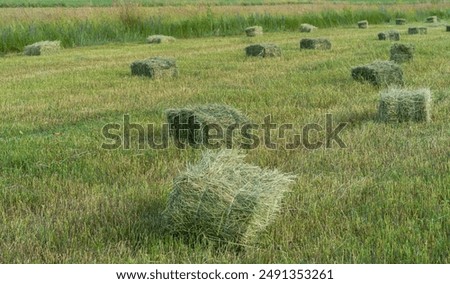 Similar – Image, Stock Photo Fresh hay Hay Hay harvest