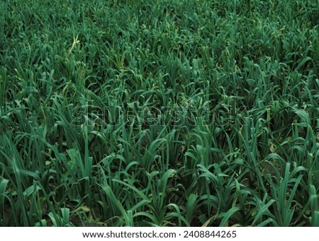 Field with rows of growing organic green leek onion. Leek field.