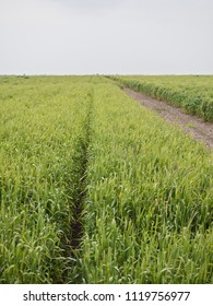 A Field Of Rows Of Wheat With A Vanishing Point To The Hoizon