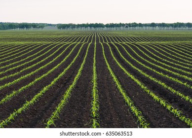 Field With Rows Of Young Corn. Rural Landscape