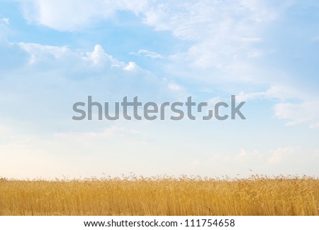 field of rye