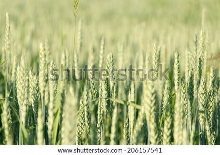 Similar – Image, Stock Photo wheat ears Field Wheat