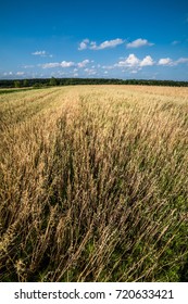 Field with rye and a lone tree.