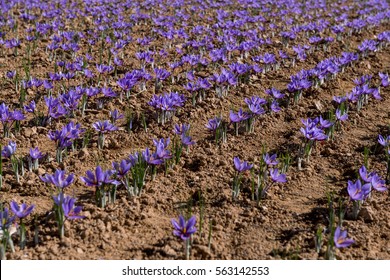 Field Of Saffron