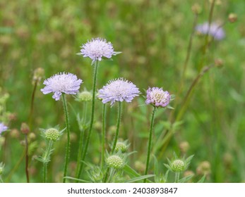 Field scabious (Knautia arvensis) Pretty pale blue flowers growing from early summer in grassland, swaying gracefully in the wind on slender branched stems
