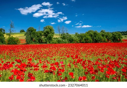 A field of scarlet poppies on a clear sunny day. Farm field of red poppies. Poppy flowers field. Summer poppies field landscape - Powered by Shutterstock