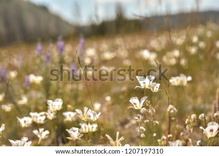 the field of Sego lily wildflowers in Idaho. 