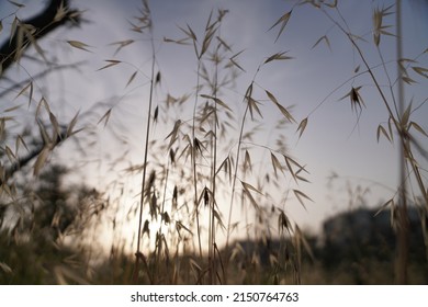 Field In The Setting Sun With Tall Dry Grass