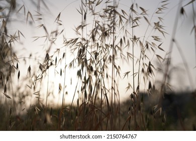 Field In The Setting Sun With Tall Dry Grass