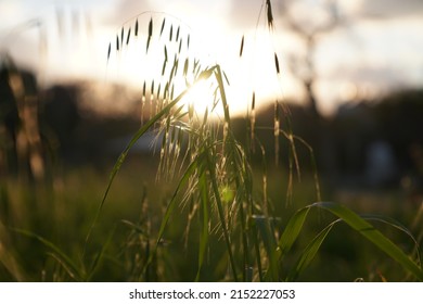 Field In The Setting Sun With Tall Dry Grass