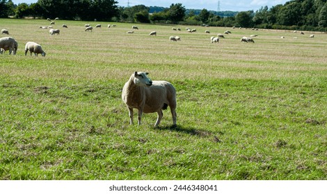 Field with sheep's. Sheep farm