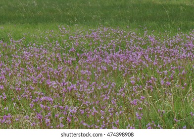 Field Of Shooting Star Flowers In Southern Alberta, Canada