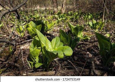 A Field Of Skunk Cabbage Growing In A Wetland Shines In The Springtime Sun Along The Ice Age Trail In Southern Wisconsin.