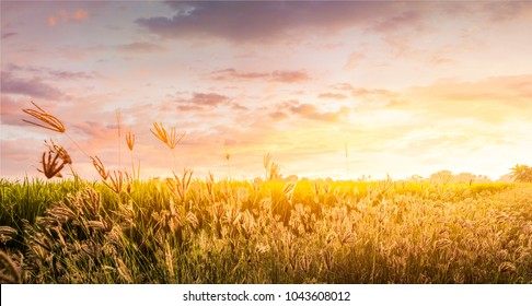 Field and sky in golden hours. - Powered by Shutterstock