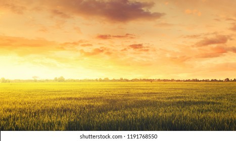 Field and sky in golden hours. - Powered by Shutterstock
