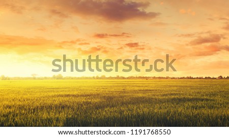 Field and sky in golden hours.