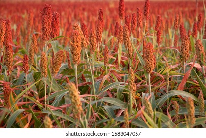 Field Of Sorghum Is Cultivated For Its Grain And Used For Food For Animals And Humans