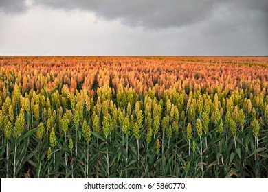 Field Of Sorghum, Named Also Durra, Jowari, Or Milo. Is Cultivated For Its Grain And Used For Food For Animals And Humans, And For Ethanol Production
