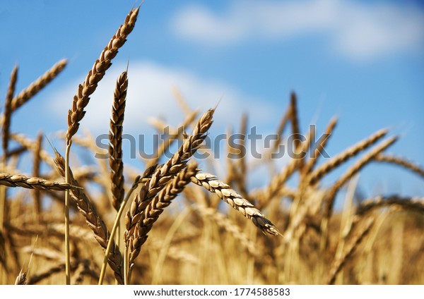 Field with\
spelt, old grain variety, copy\
space