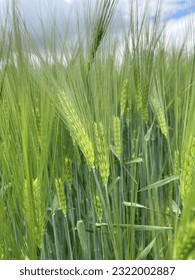 field spikelets wheat farm green agriculture - Shutterstock ID 2322002887