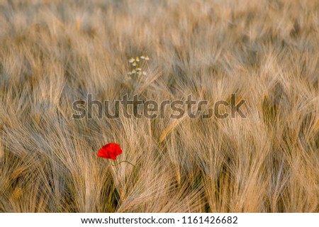 Similar – Image, Stock Photo small red Agriculture