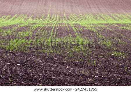 Field in spring with burgeoning crops (Germany)