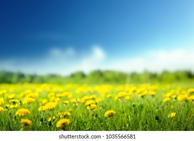Field Of Spring Flowers And Perfect Sky