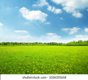 field of spring flowers and perfect sky - Shutterstock ID 1036335658