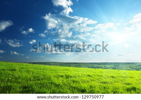 field of spring grass and forest