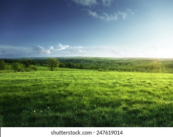 field of spring grass and forest  in sunset time