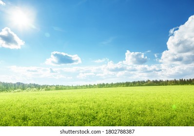 Field Of Spring Grass And Perfect Sky