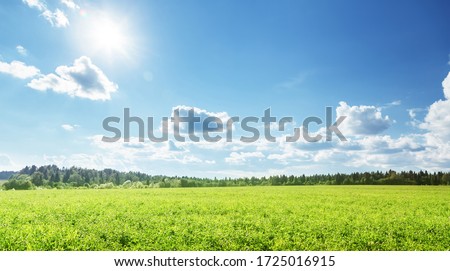 field of spring grass and perfect sky